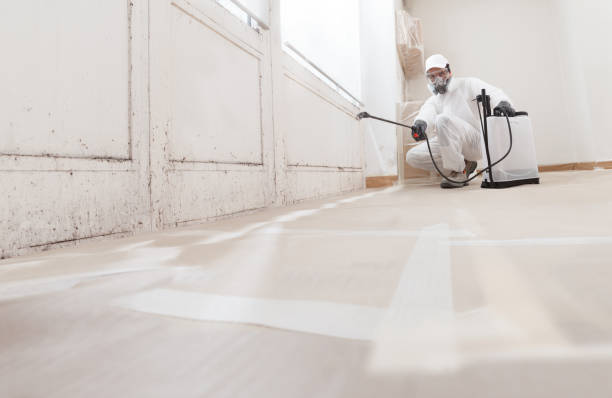 Black mold remediation team in Elmira